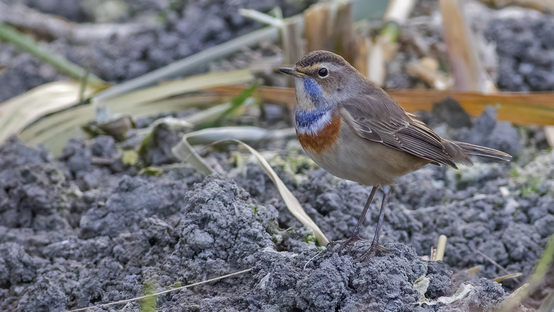 Bluethroat